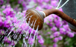 como ahorrar agua al regar las plantas